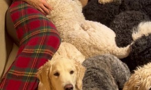 Dreaming In Oodles Of Doodles