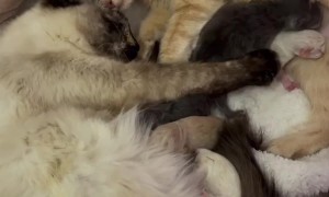 Bonded Queens Raise Kittens Together