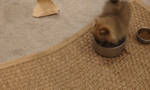 Puppy Has A Dip In The Water Bowl