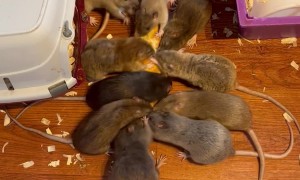Pet Rats Wrestle Over Baguette