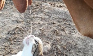 Cat Thirsts For Fresh Cow Milk
