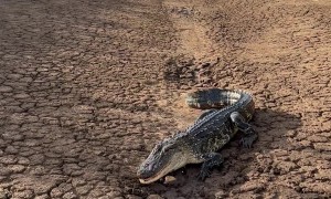 American Alligator Basking In Morning Sun