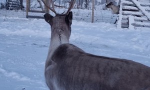 Beautiful Reindeer's Adorable Happy Prance