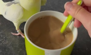 Cockatiel Chirps For Coffee