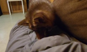 Fun With Foxes And Blankets