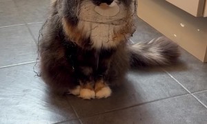 Cat Looks Like a Veiled Widower After Finding Cobwebs