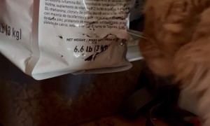 Naughty Cat Breaks Into Bag of Kibble