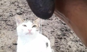 Cat Wants Cow Milk