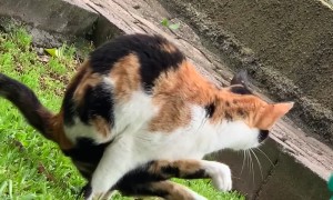 Cat Relieves Himself In an Unusual Position