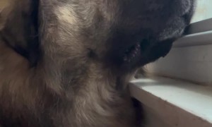 Caucasian Shepherd Yogi the Massive Guard Dog