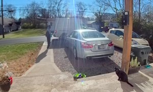 Cat Greets Amazon Delivery Driver