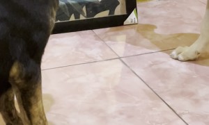 Puppy Growls at His Own Reflection