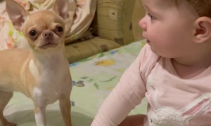 Baby and Dog Play Together
