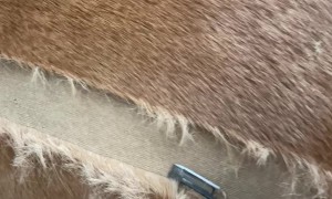 Oddly Satisfying Horse Clipping