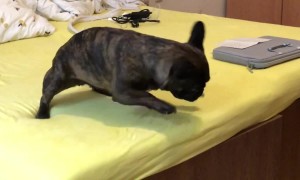 French Bulldog Battles Against the Vacuum