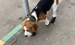 Dog Looks Silly Walking in Shoes