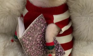 Roxy The Festive Pig Wishes You Happy Holidays