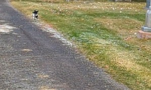 Puppy Makes A Minor Miscalculation