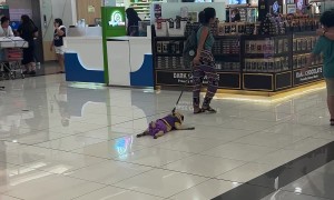 Pug Doesn't Want To Walk Today