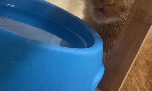 My Cat Doesn’t Know How to Drink Water