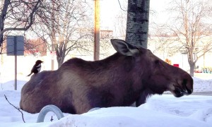 Magpie Harvests Hair From Moose's Rear