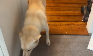 Naughty Dog Gets Drunk on Baileys