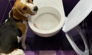 Archie Casually Breaks The Toilet