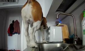 Snooping Dog Falls Off Kitchen Counter