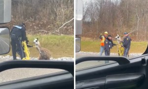 Police rescue wayward llama