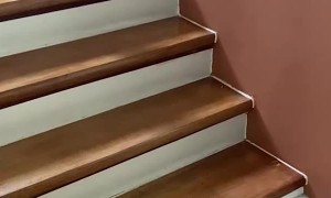 Kitten Takes a Tumble Down Stairs
