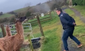 Man Gets a Dose of His Own Medicine From a Lama
