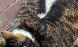 Chunky Cat in Istanbul