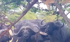 A Lioness Surrounded