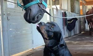 Rottweiler Gives Friendly Horse a Kiss