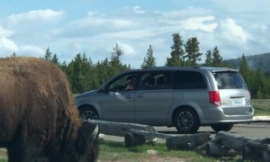 Bison Charges Tourists in Yellowstone National Park