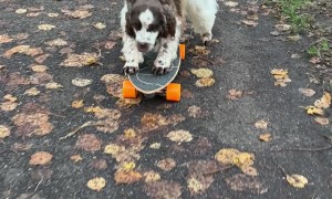 Dogs Love to Skateboard