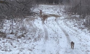 Bobcat Takes a Stroll With Two Bucks Trailing Behind