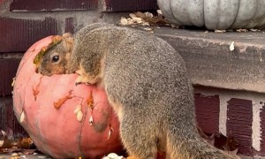Randy The Squirrel Chunks Up For The Winter