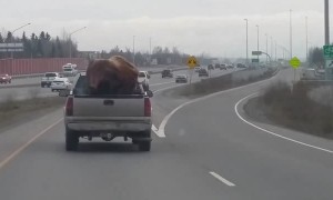 Taxidermied Bison Catches a Ride in Pickup Truck