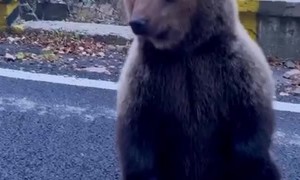Bear Gets Fed From Car Window
