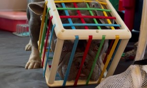 Curious Pup Gets Stuck