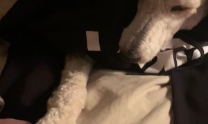 Playing A Hand And Paw Stacking Game