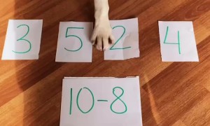 Brainy Beagle Solves Math Problems