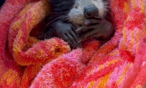 Kevin the Raccoon Loves Kisses