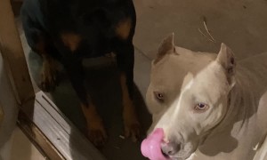 Dog Snitches Over Destroyed Bucket