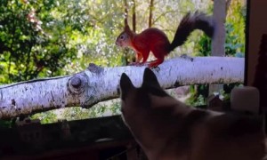 Dog loves watching his favorite Squirrel TV 