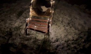 Cat Goes on Twinkling Sleigh Ride