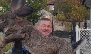 Man Holds Up Giant Rabbit