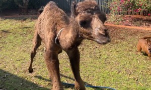 Young Camel Gets the Zoomies