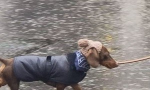 Dachshund Dresses for London Weather